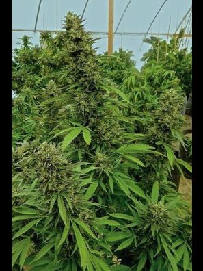 Humboldt - Chemdawg - Regular
