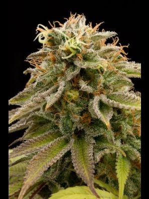 Humboldt - Lemon Thai Kush - Regular