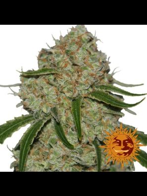marijuana seeds Phantom OG order online