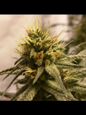 Southseeds - Pineapple Chunk