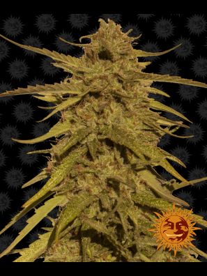 Barneys Farm - Pineapple Haze (Regular)