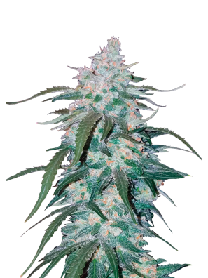 FastBuds - Pineapple Express Auto