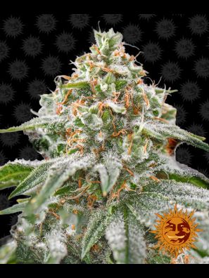 Barneys Farm - Pink Kush