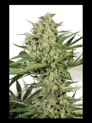 Dutch Passion - Dutch Cheese