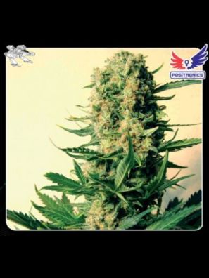 Positronics - Critical #47