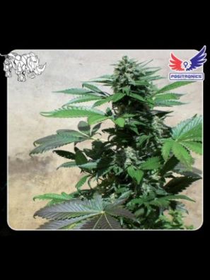 Positronics - Blue Rhino