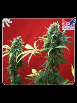 Positronics - Jack Diesel