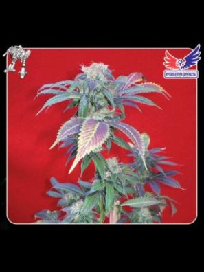 Positronics - Purple Haze #1