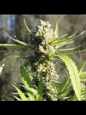Barneys Farm Little Cheese Auto