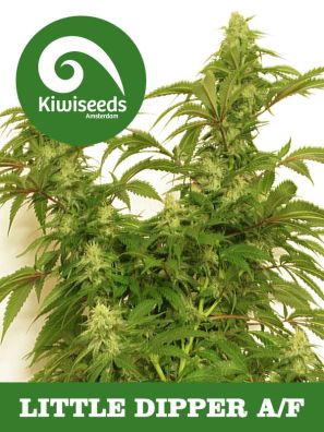 Kiwiseeds - Auto Little Dipper 