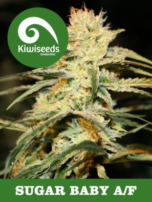 Kiwiseeds - Auto Sugar Baby 