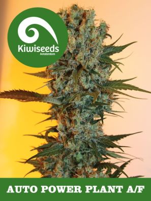 Kiwiseeds - Auto Power Plant 