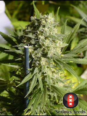 Serious Seeds - Double Dutch