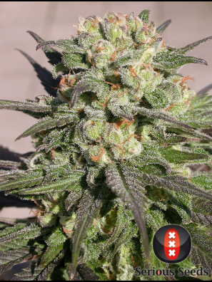 Serious Seeds - Warlock