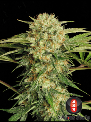 Serious Seeds - Motavation