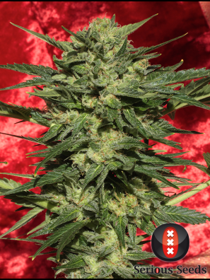 Serious Seeds - White Russian #1 A/F