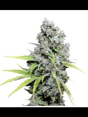 Dutch Passion - CBD Skunk Haze