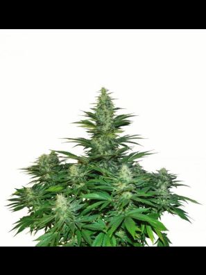 Dutch Passion - Dark Delight