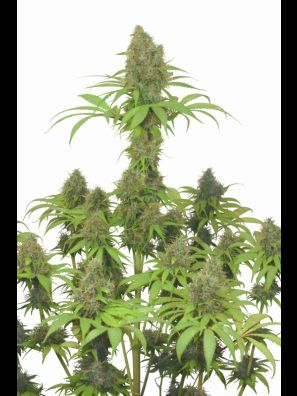 Dutch Passion - Dutch Haze