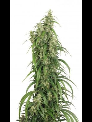 Dutch Passion - Mekong High