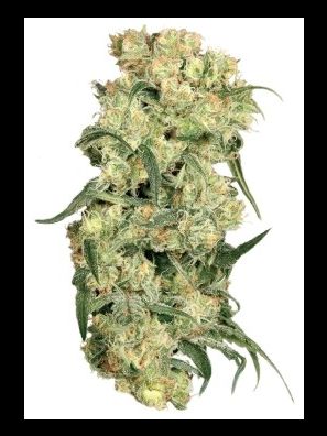 Dutch Passion - Freddys Best
