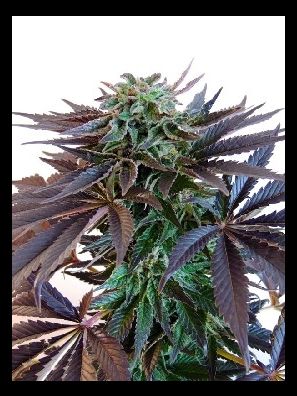 Dutch Passion - Night Queen