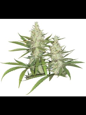 Dutch Passion - Outlaw
