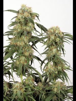 Dutch Passion - Pamir Gold
