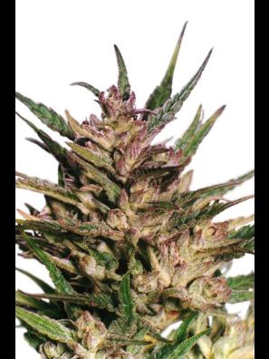 Dutch Passion - Passion #1