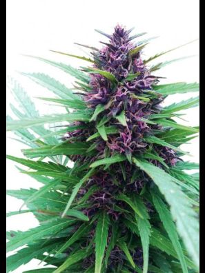 Dutch Passion - Shaman