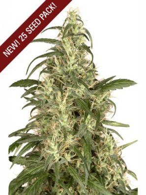 Dutch Passion - Skunk #11