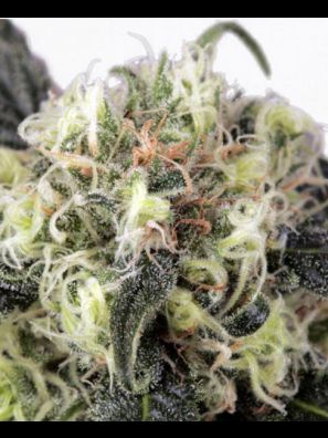 Dutch Passion - Snowbud