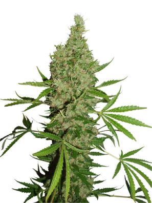Dutch Passion - White Widow X The Ultimate