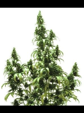 Dutch Passion - Auto Blueberry