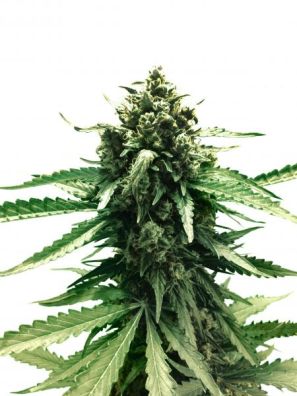 Dutch Passion - Auto Frisian Dew®