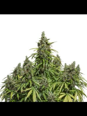 Dutch Passion - Auto Mazar 