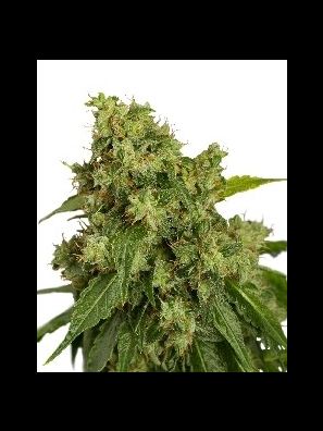 Dutch Passion - Auto Xtreme