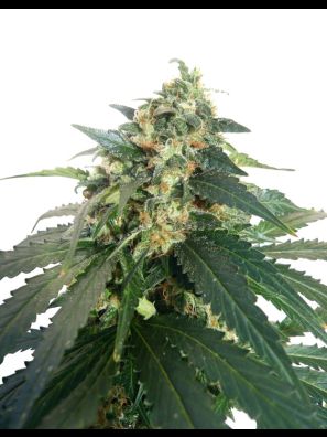 Dutch Passion - SnowStorm #2