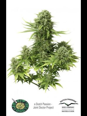 Dutch Passion - StarRyder