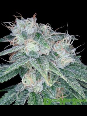 DNA Genetics - Sour Diesel