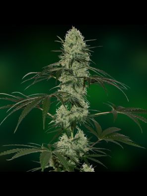 Barneys Farm Tangelo Rapido Auto