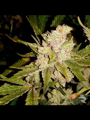 Soma Seeds - SoGouda