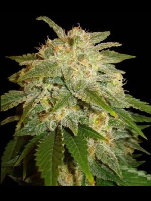Soma Seeds - Kushadelic