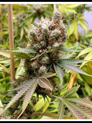 Soma Seeds - Somalicious