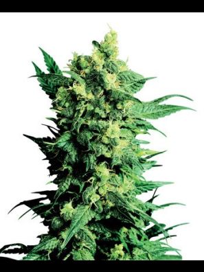 Sensi Seeds - Shiva Shanti 2