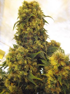 Mr Nice Seed Bank - Critical Skunk