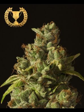 Devils Harvest - Rollex OG Kush