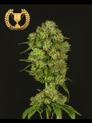 Devils Harvest - Casey Jones