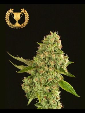 Devil's Harvest Kuchi Regular