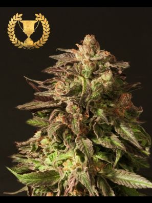 Devils Harvest - Shoreline